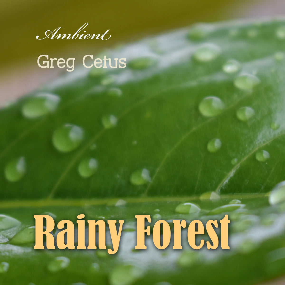 Rainy Forest: Ambient Nature Sounds