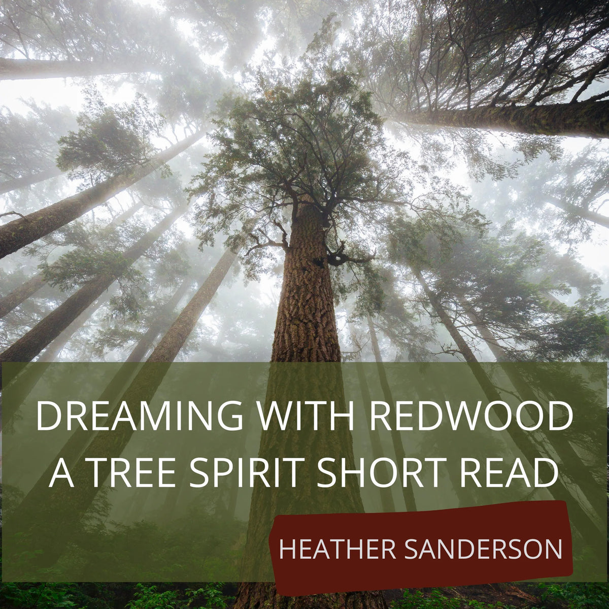 Dreaming with Redwood
