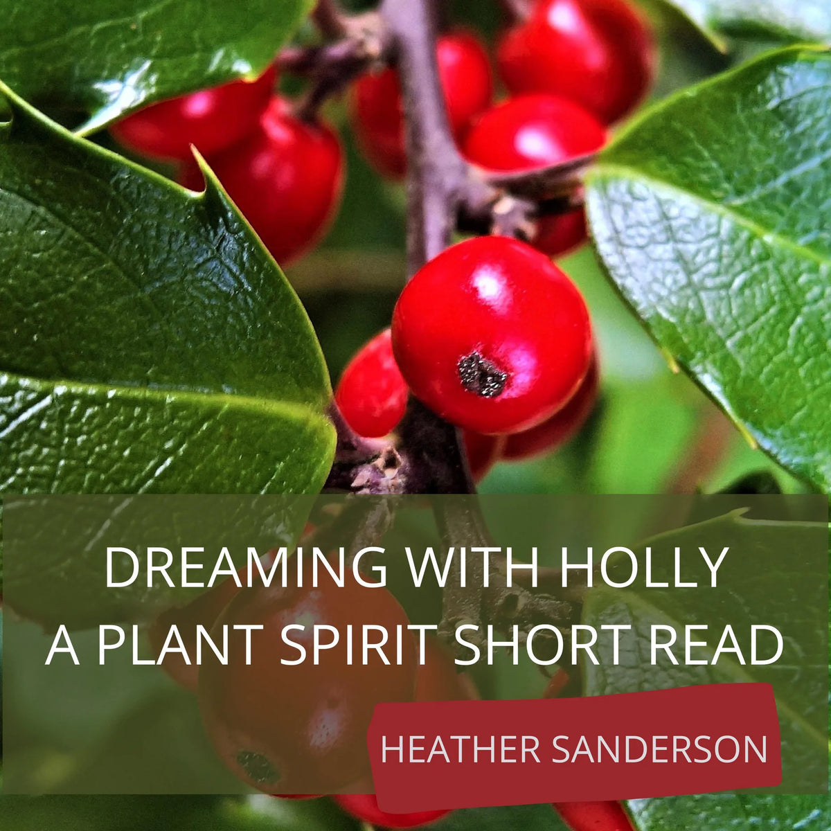 Dreaming with Holly