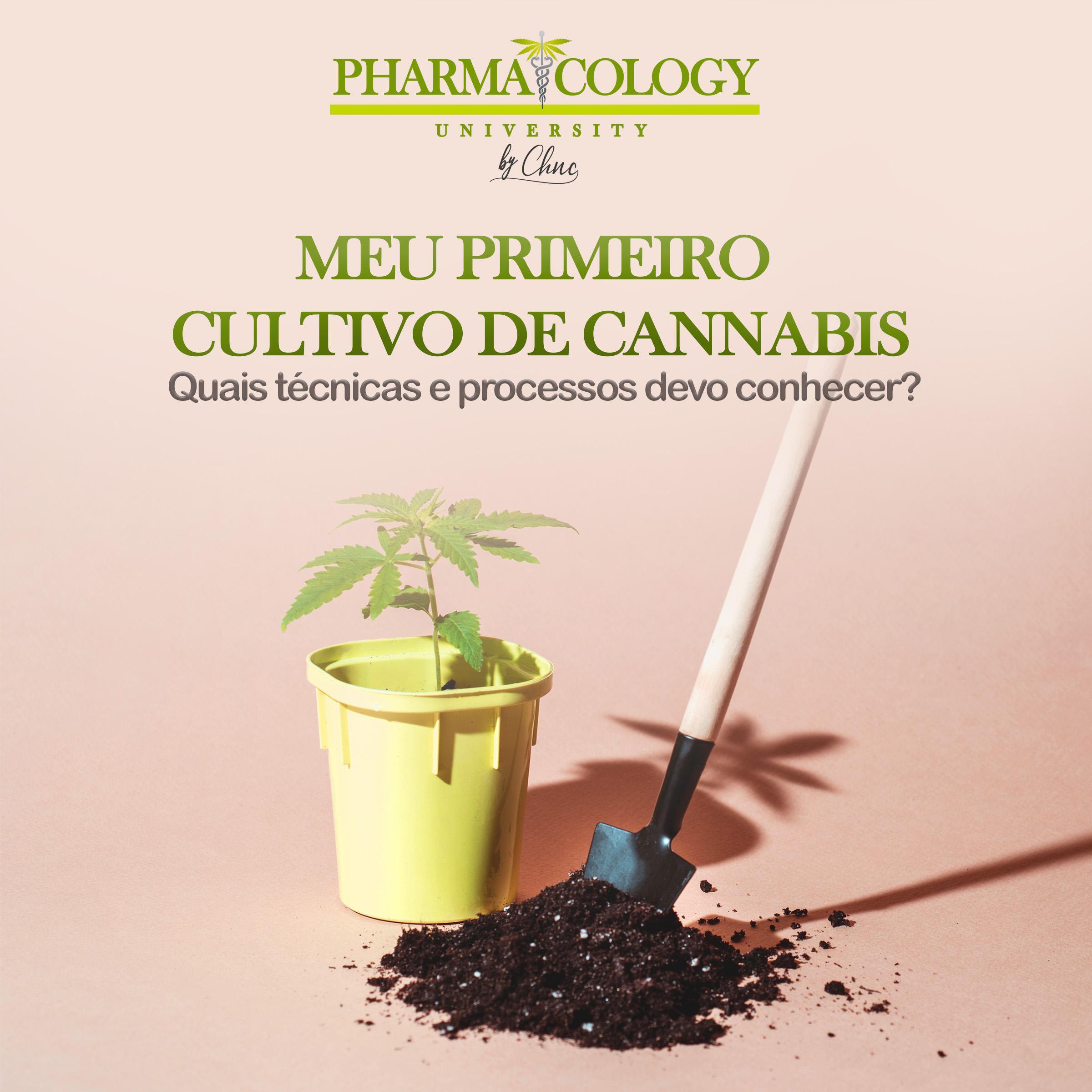 Meu primeiro cultivo de cannabis