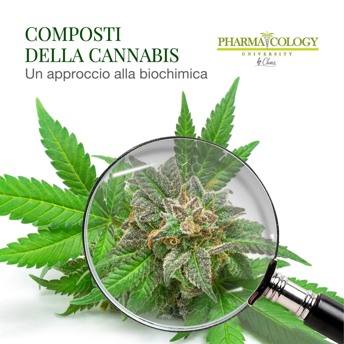 I composti della cannabis
