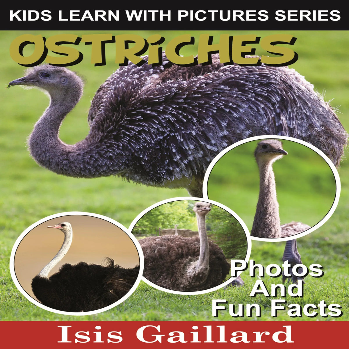 Ostriches
