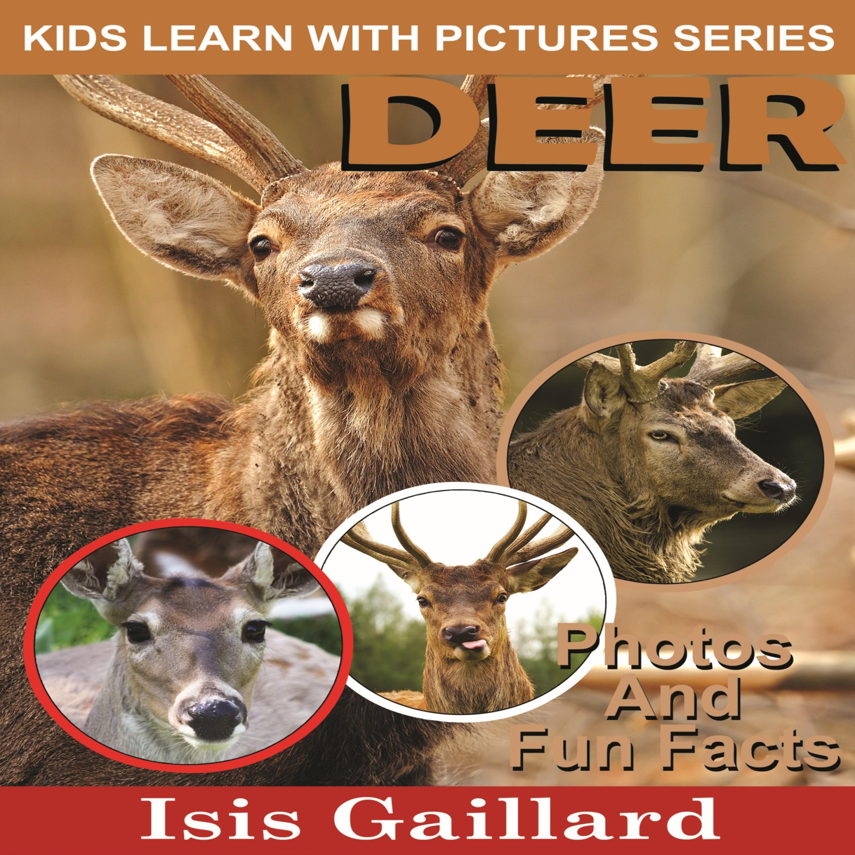 Deer