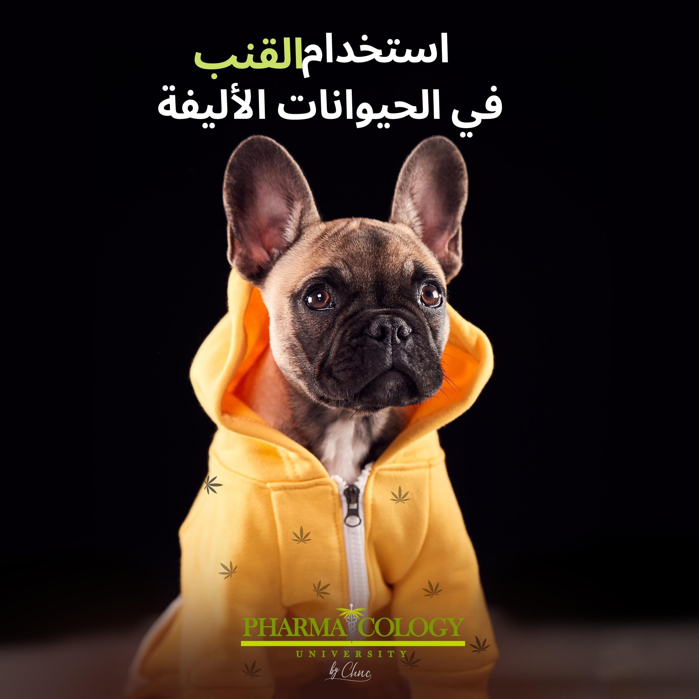 استخدام القنب في الحيوانات الأليفة