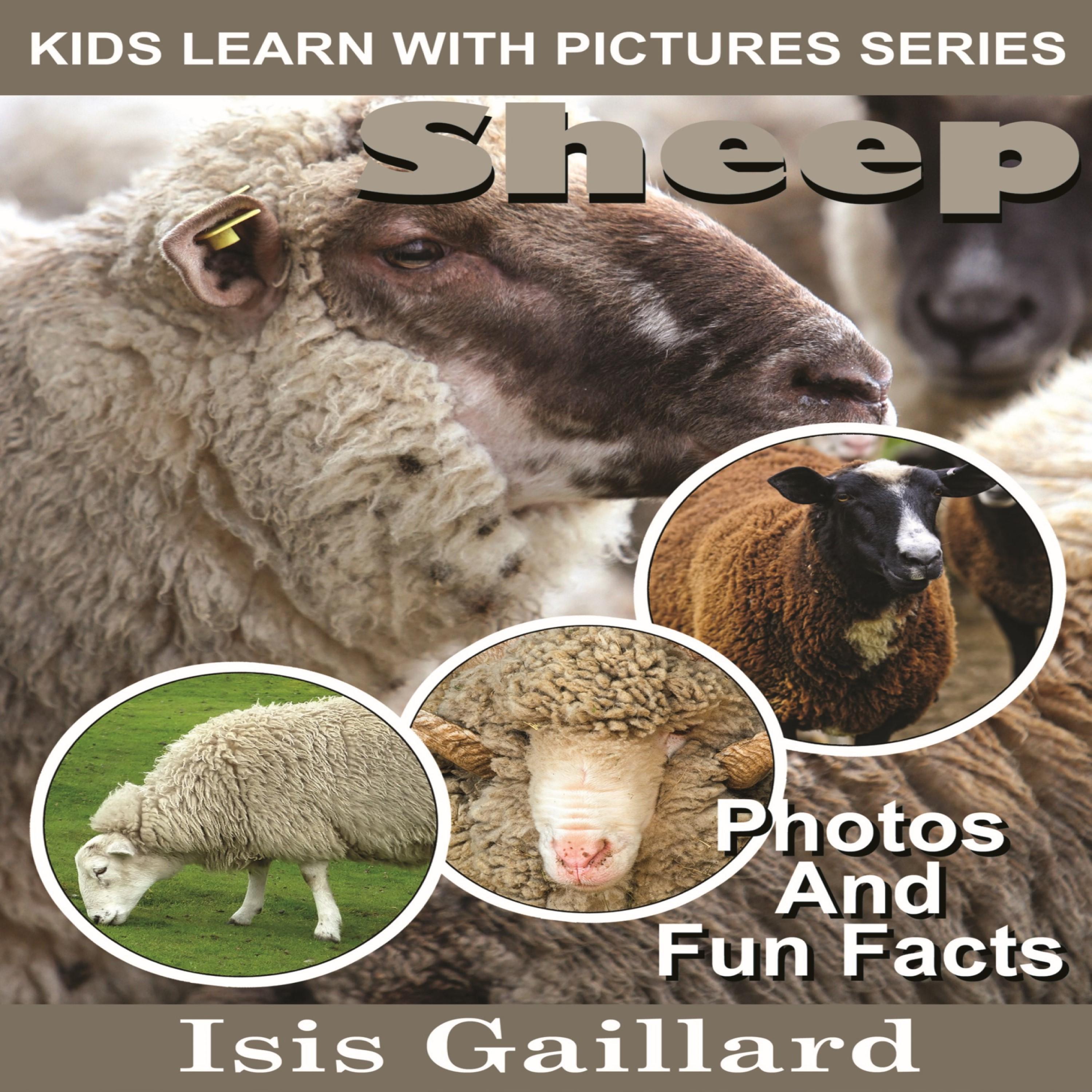Sheep