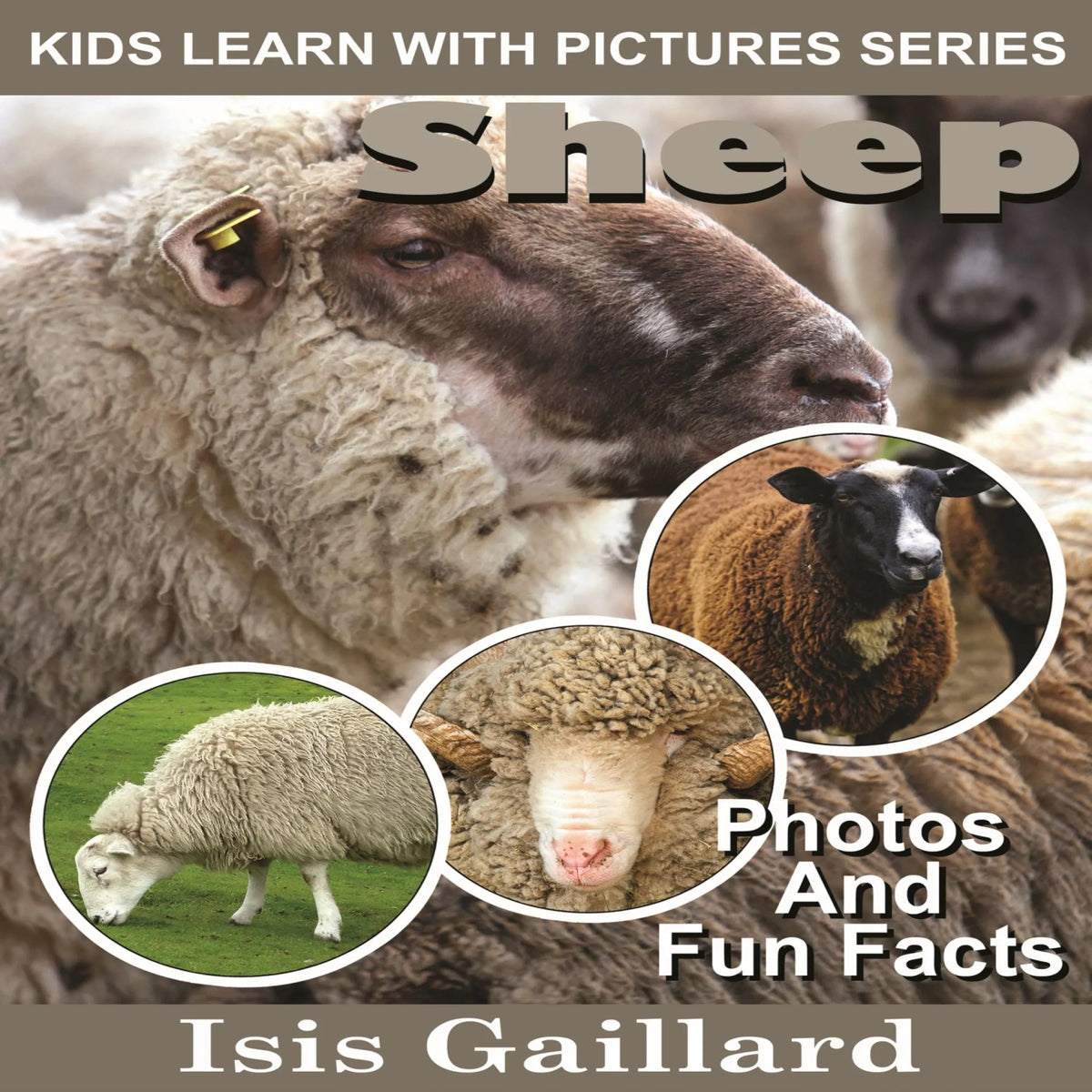 Sheep