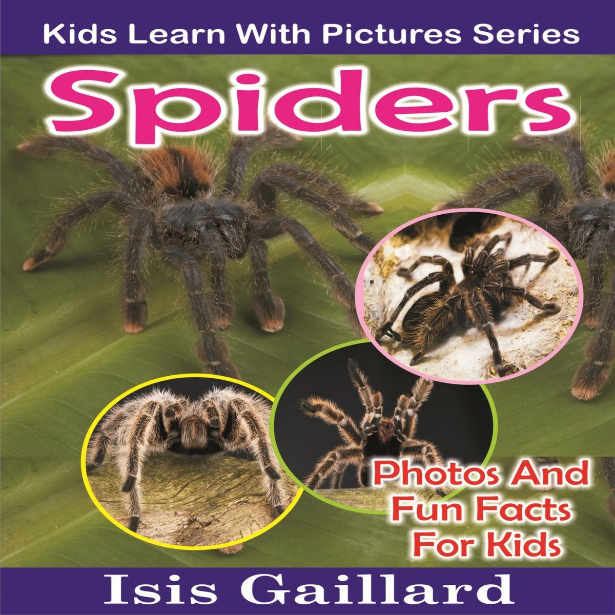 Spiders
