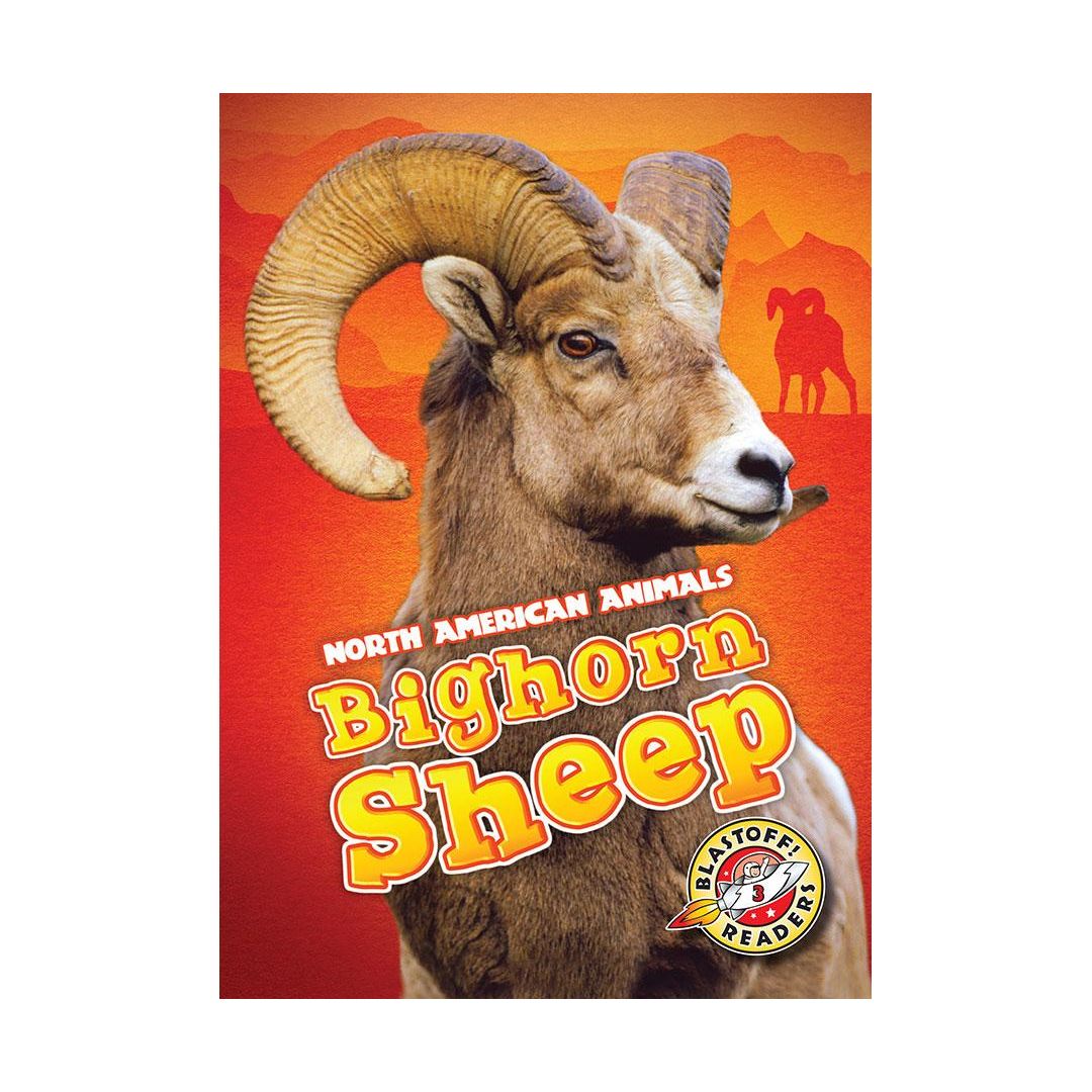 Bighorn Sheep