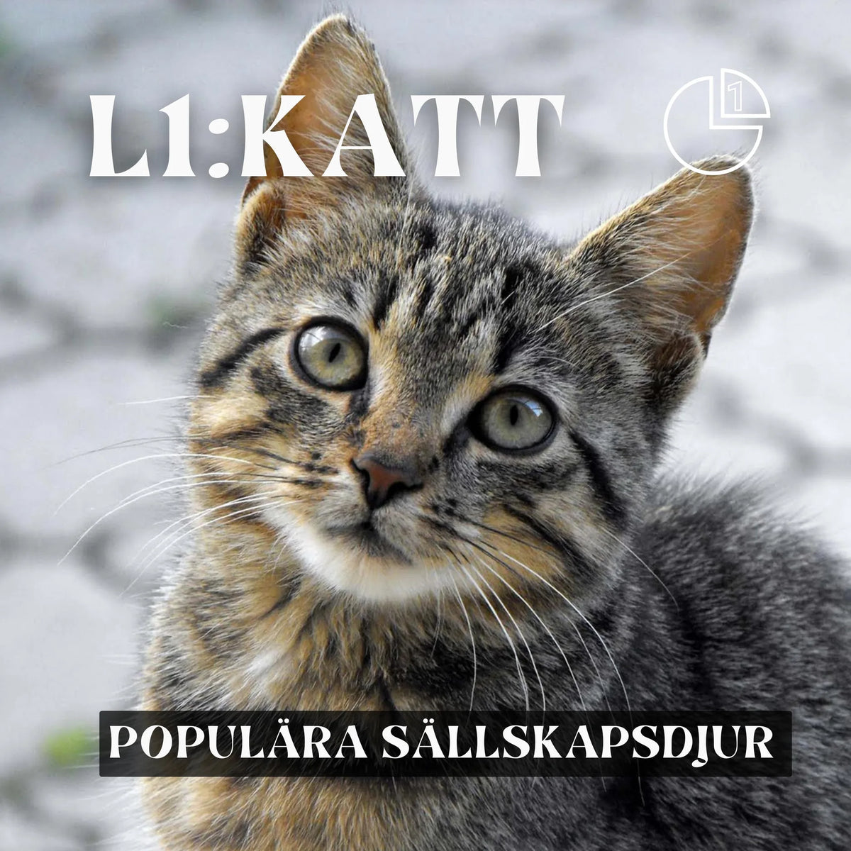 Katt