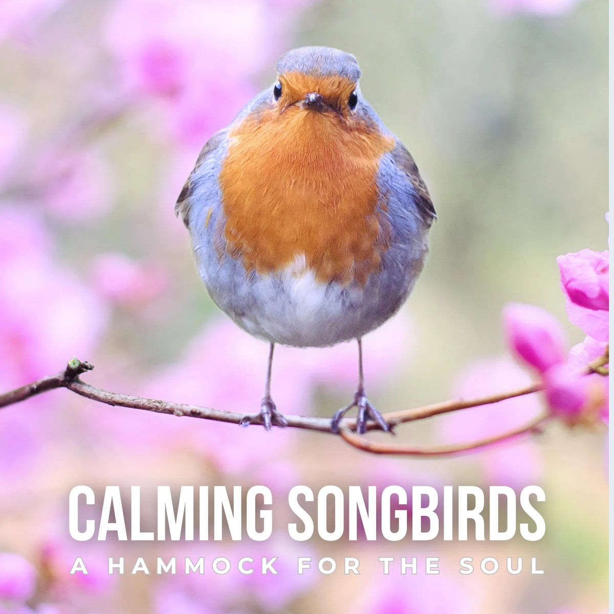 Calming Songbirds: A Hammock for the Soul
