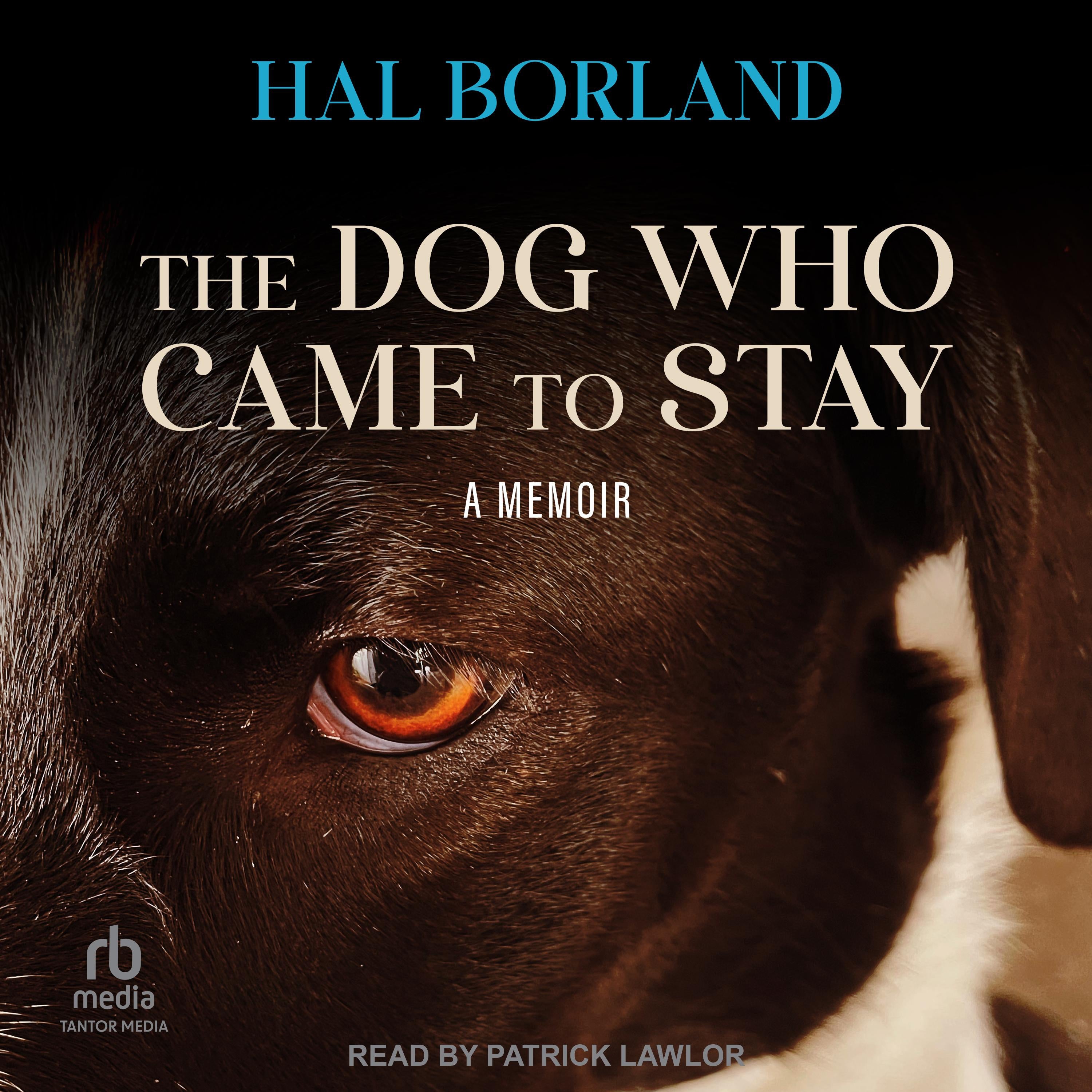 The Dog Who Came to Stay