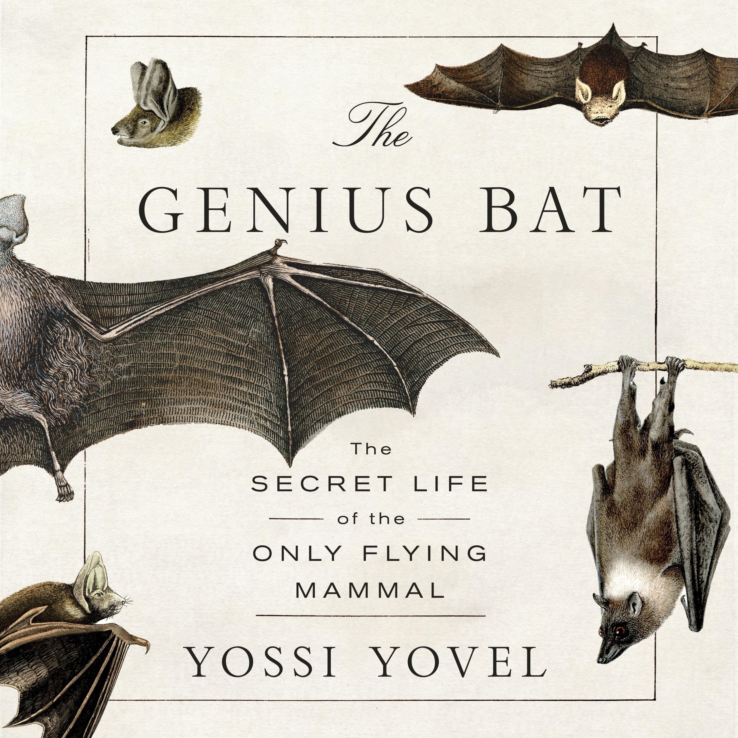 The Genius Bat