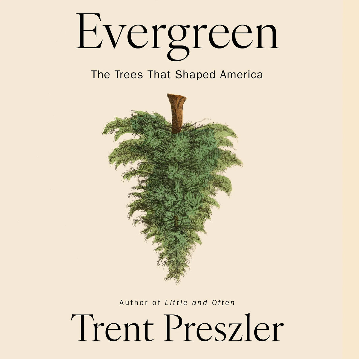 Evergreen