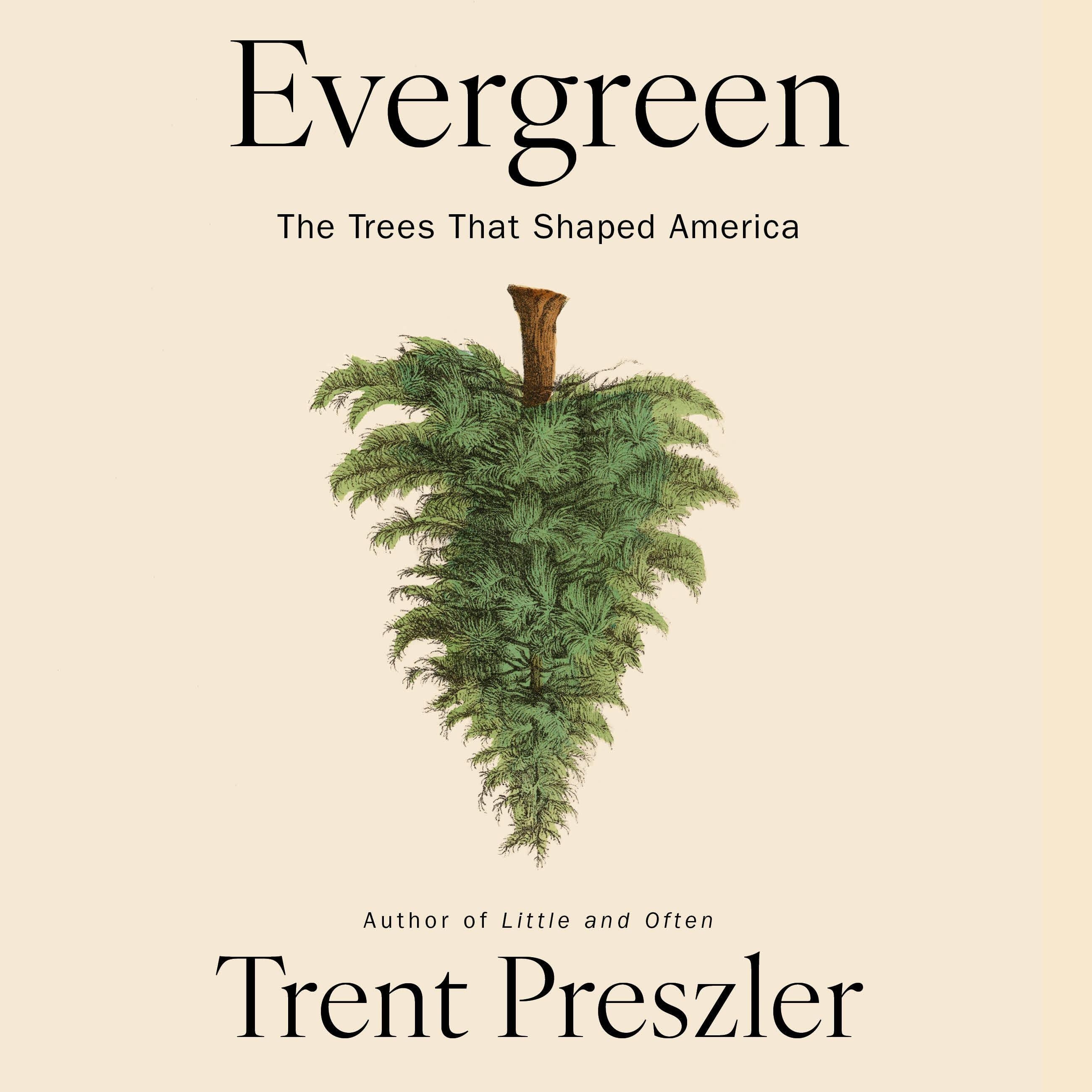 Evergreen