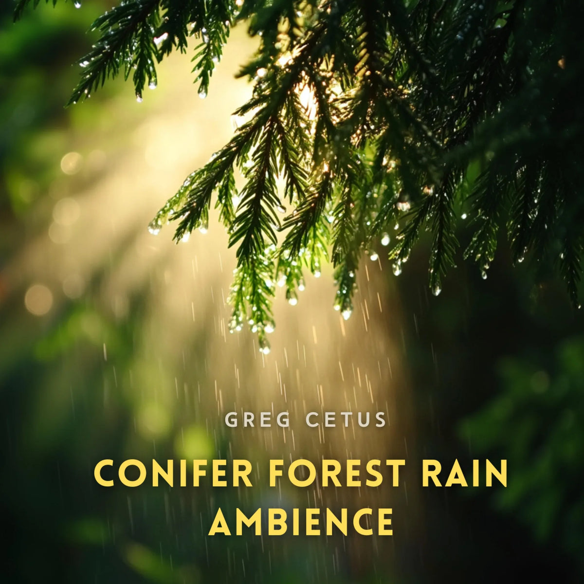 Conifer Forest Rain Ambience: Stream Trickles and Leaf Drips in a Coastal Evergreen Habitat