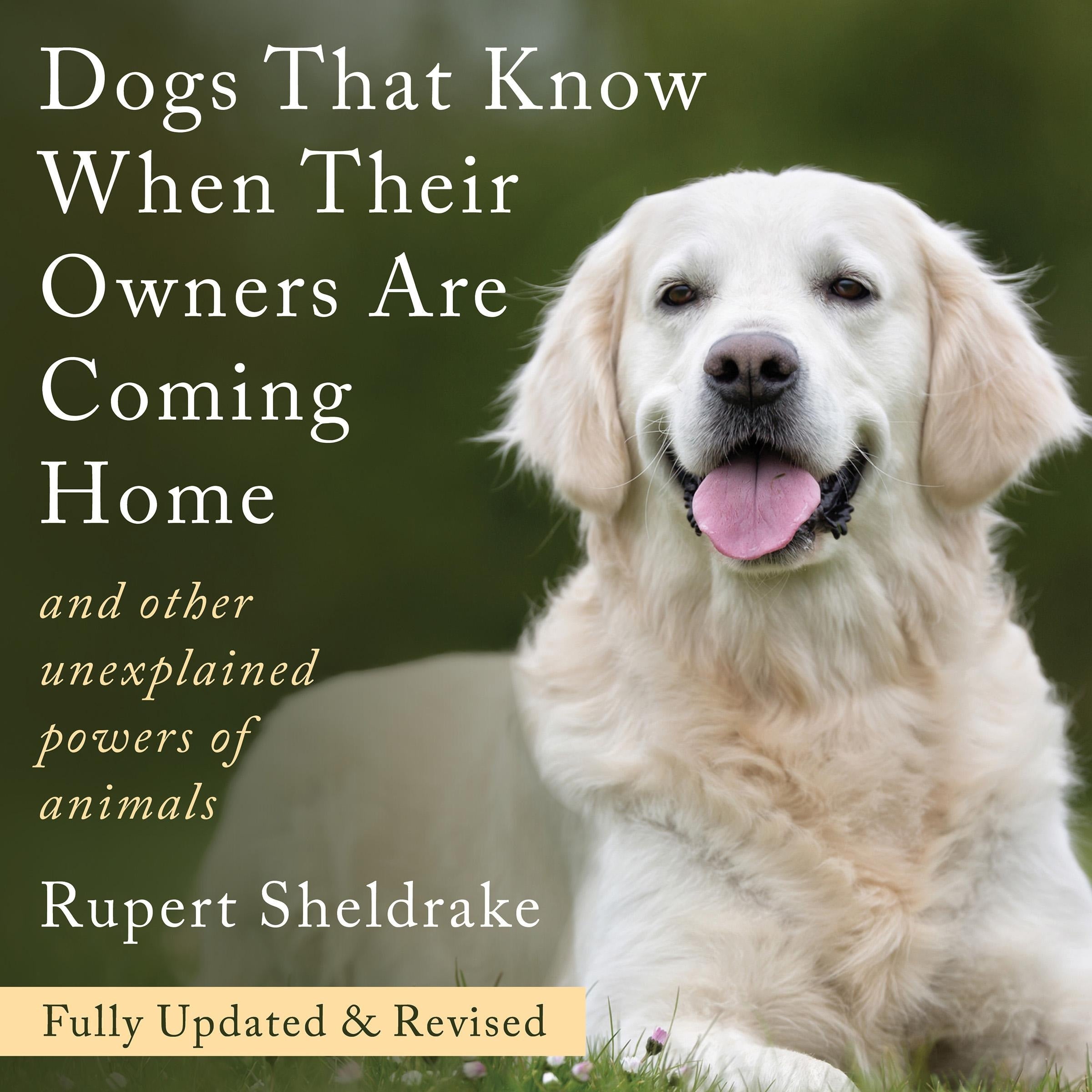 Dogs That Know When Their Owners Are Coming Home